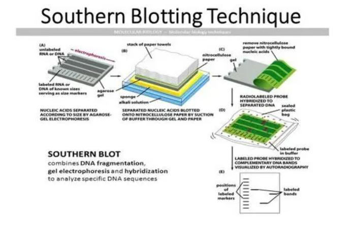 Southern blot